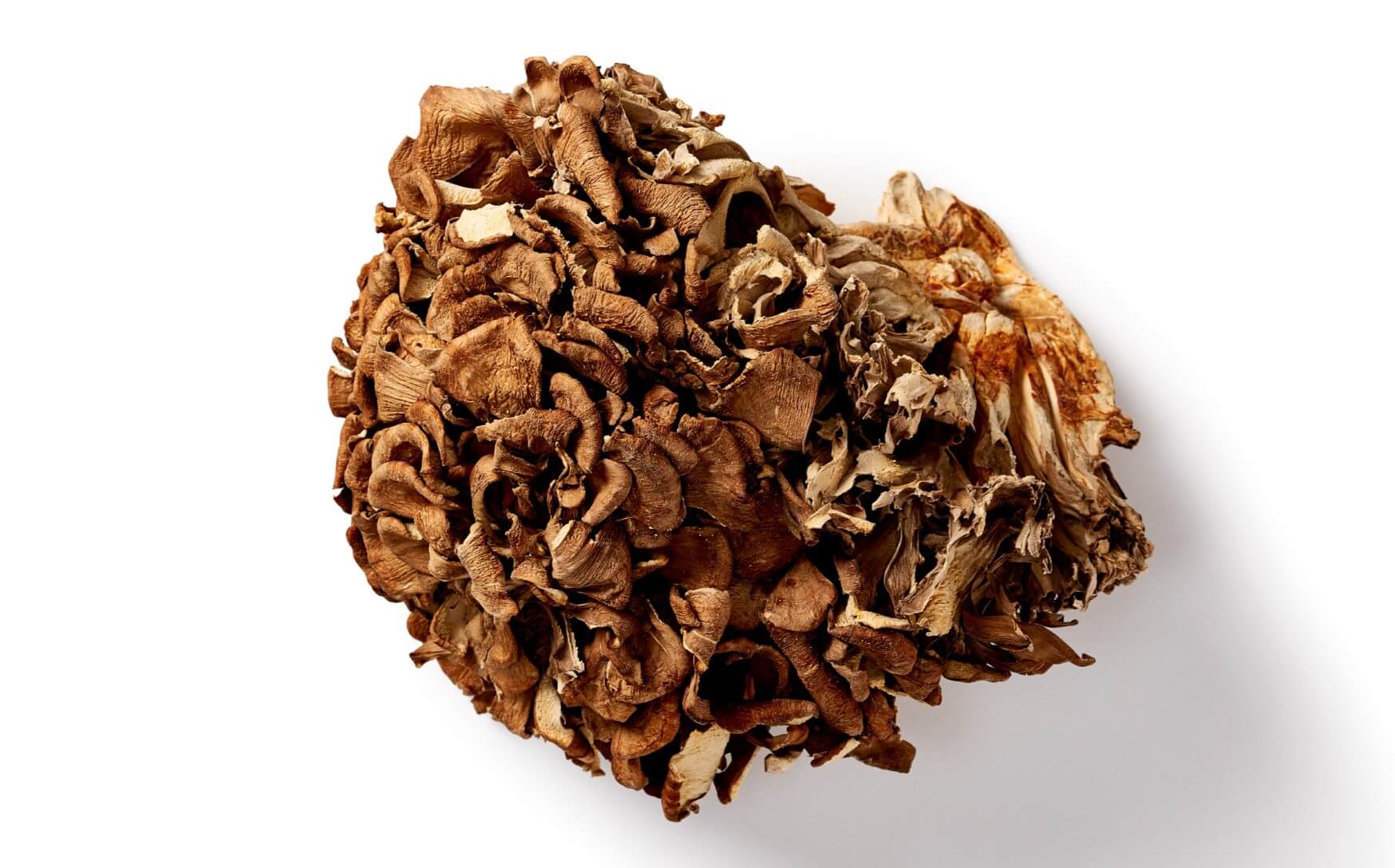 maitake 2